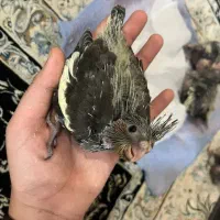 فروش عروس هلندی سرلاکی