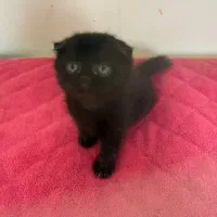 توله اسکاتیش فولد