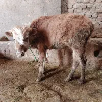 گوساله بومی