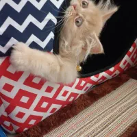 گربه پرشین فلت اصیل|گربه|اصفهان, بهارستان|دیوار