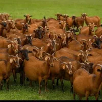 بز ماده آبستن  ترکی ۳۰ راس