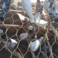 کفتر کبوتر تهرانی|پرنده|خاوران, |دیوار