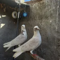 کفترپشت کاغذی خال سرور