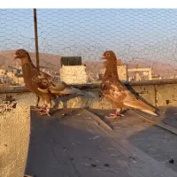 میولمنز ماده|پرنده|شیراز, قصرالدشت|دیوار