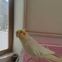 عروس هلندی نر
