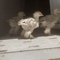 جوجه برهما لایت رومانی