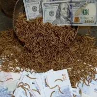 میلورم و سوپر ورم با کیفیت|خزنده|تهران, دروازه شمیران|دیوار