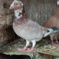 کبوتر پشت زاغ سار|پرنده|طبس, |دیوار