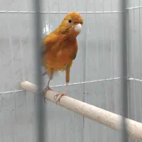 ۲ عدد قناری‌|پرنده|شیراز, شهرک قمشه|دیوار