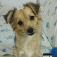 واگزاری سگ اشپیتز