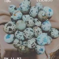 فروش تخم نطفه دار خوراکی بلدرچین