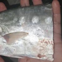 حراج حراج ماهی دریا|ماهی|دوگنبدان, |دیوار