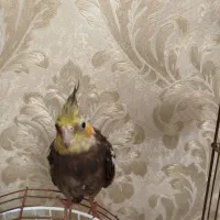 عروس هلندی|پرنده|خوی, |دیوار