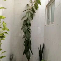 یک گل بزرگ برگ