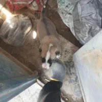 توله پژدر نژاد دار