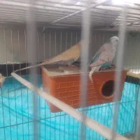 یک جفت مرغ عشق نر و ماده انگلیسی|پرنده|شهرکرد, |دیوار