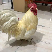خروس مینیاتور