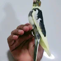 عروس هلندی ماده