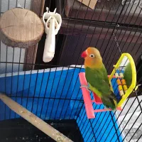 کوتوله برزیلی نر بالغ|پرنده|شاهین‌شهر, حافظ شمالی|دیوار