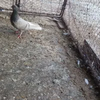 دم سفید ۱۴ پر