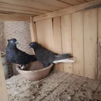 سرور|پرنده|جعفرآباد, |دیوار