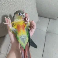 جوجه گرینچیک