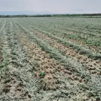 یونجه