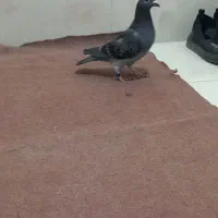 مگسی مسافتی