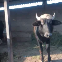 ۵عددگاومیش گم شدند|حیوانات|باوی, |دیوار