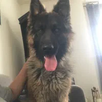 سگ ژرمن|سگ|تهران, سعادت‌آباد|دیوار