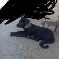 سرابی|سگ|کنگاور, |دیوار