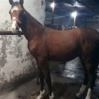 اسب|اسب و تجهیزات اسب‌سواری|شوش, |دیوار