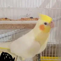 عروس هلندی لوتینو