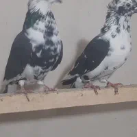 کفتر سوسکی وخال دار|پرنده|مرند, |دیوار