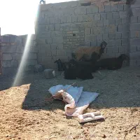 میش وبره|حیوانات مزرعه|تربت جام, جلگه موسی آباد|دیوار