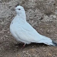 کبوتر|پرنده|رشت, کوی امام رضا|دیوار