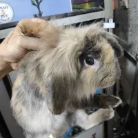 واگذاری حیوان