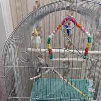 عروس هلندی|پرنده|تهران, والفجر (افسریه)|دیوار