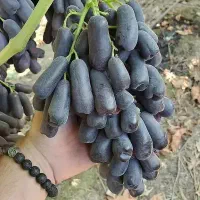 نهال های میوه با اصالت در غرب نهال مهندس داداشی|خدمات باغبانی و درختکاری|گوگان, |دیوار