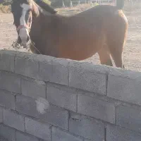 اسب|اسب و تجهیزات اسب‌سواری|ملایر, |دیوار