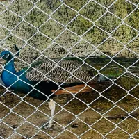 فروش یک جفت طاووس|پرنده|چالوس, |دیوار