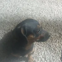 سگ چهارچشم پاکوتاه