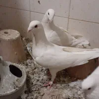 جوجه هومر کله اسبی نوک قنار|پرنده|تبریز, |دیوار