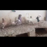 کبوتر|پرنده|آشخانه, |دیوار