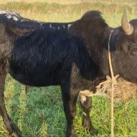 گاو نر چالوسی اصیل. ورزا. لیشه. گوساله|حیوانات مزرعه|رشت, منظریه|دیوار