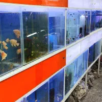 فلاور گوپی دیسکس فایتر بلک بری گلدفیش دلقک زیر قیت