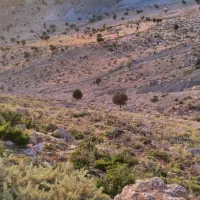 فروش کاه جو کاه سفید کاه امسال درجه یک