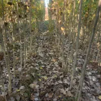 صنوبر نیقرا|خدمات پیشه و مهارت|کشاورز, |دیوار