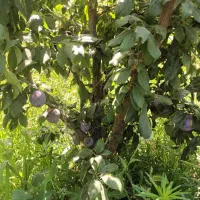 زمین کشاورزی|فروش دفتر صنعتی، کشاورزی، تجاری|انزل, |دیوار