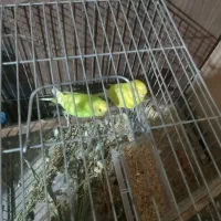 یه جفت مرغ عشق باقفس 1200